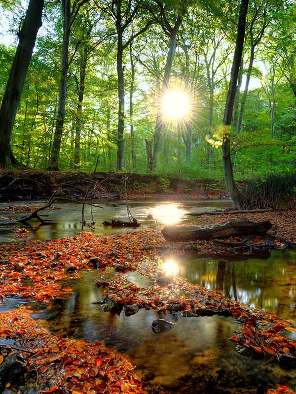 forest scene with the sun shining through the trees by the side of a stream